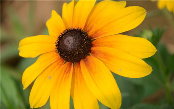 The insect pest and its control of Rudbeckia hirta