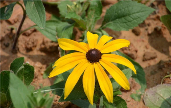 Florescence of Rudbeckia hirta