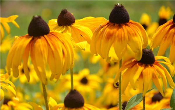 Florescence of Rudbeckia hirta