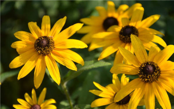florescence of Coreopsis