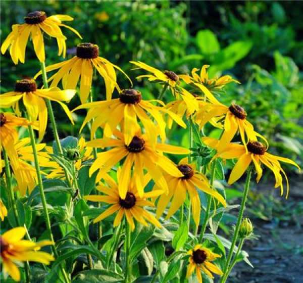 florescence of Coreopsis