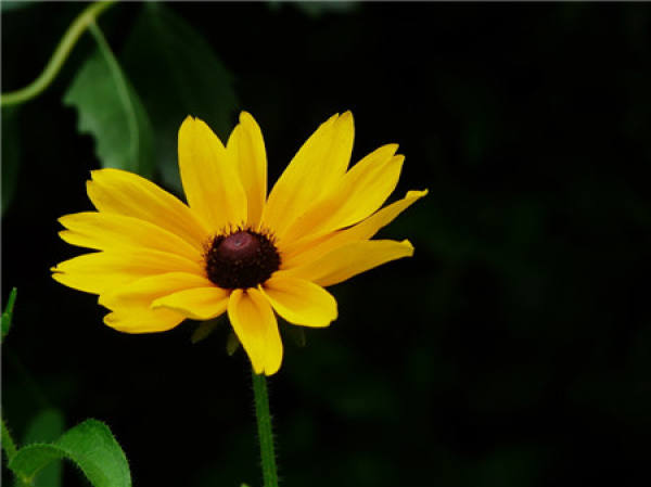 florescence of Coreopsis