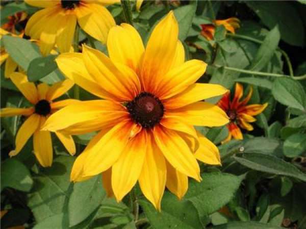 Black heart chrysanthemum blooming pictures