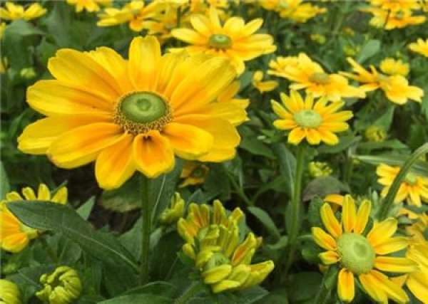 Distinction between Rudbeckia hirta and Rudbeckia chrysanthemum