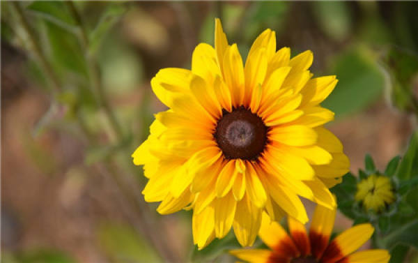 Distinction between Rudbeckia hirta and Rudbeckia chrysanthemum