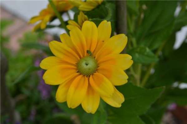 flower heart, the difference between black heart chrysanthemum and golden light chrysanthemum