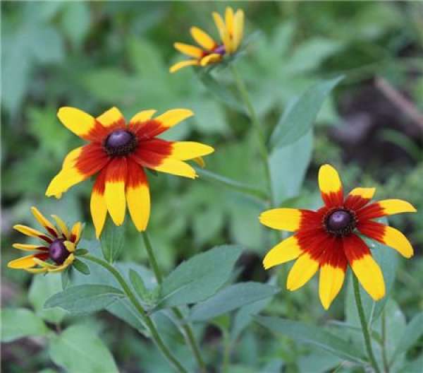 Other differences between Rudbeckia hirta and Rudbeckia chrysanthemum