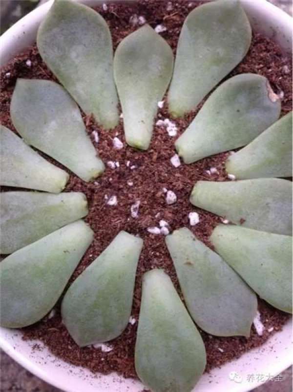 Down to Earth (Princess Lace)