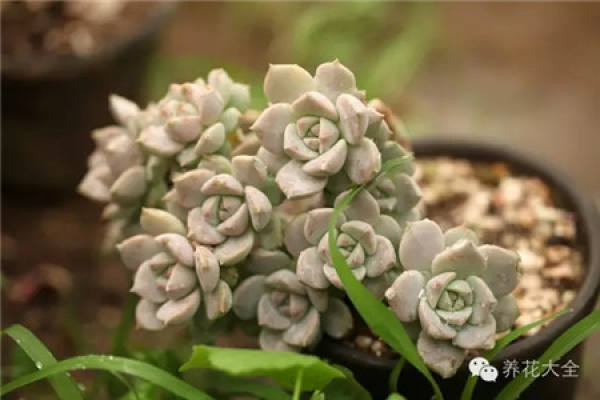Maintenance of white peony