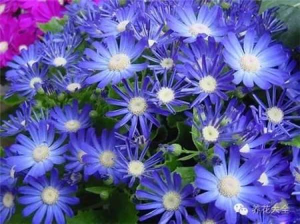 Cineraria (