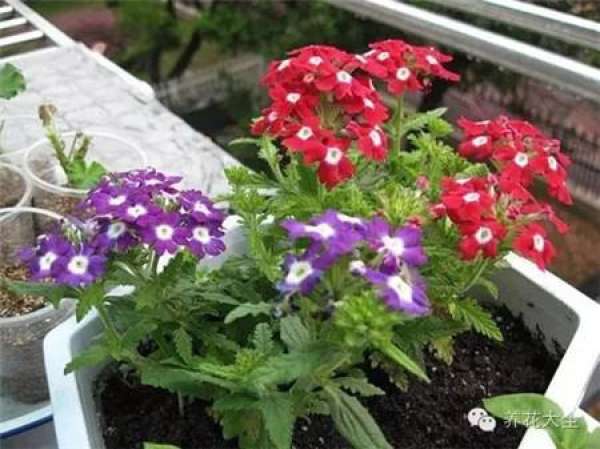 Cineraria (