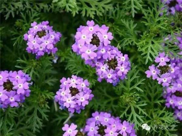 Cineraria (