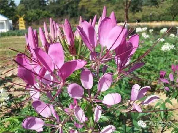 Cineraria (