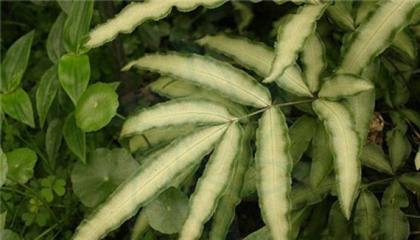 Species distribution of Pteris multifida