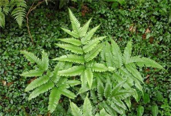 Pteris japonica
