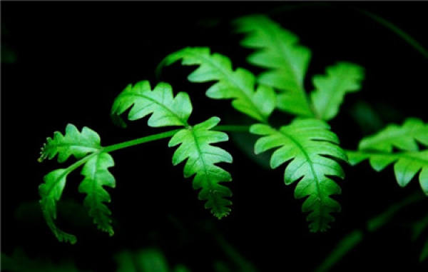 fern