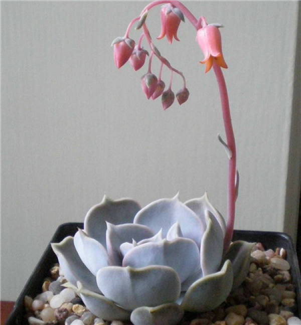 Does Lina Lotus blossom?