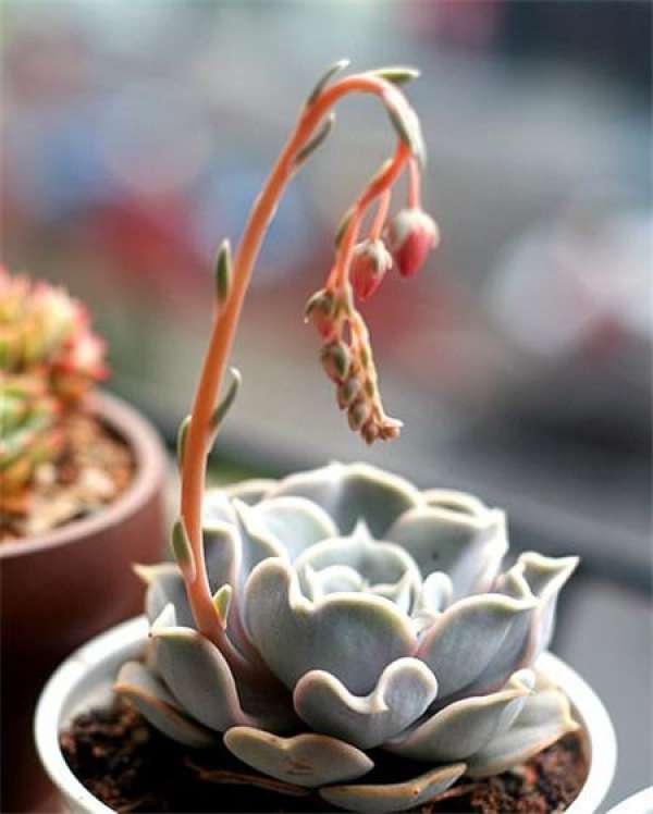 Does Lina Lotus blossom?
