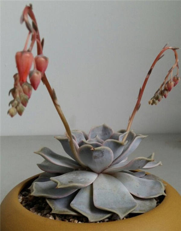 does Lina flower