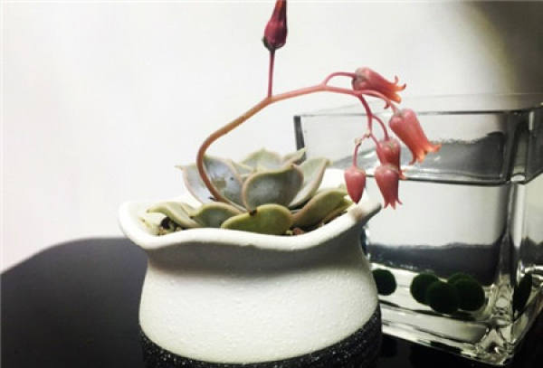 does Lina flower