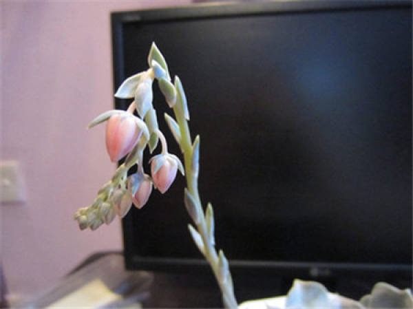 does Lina flower