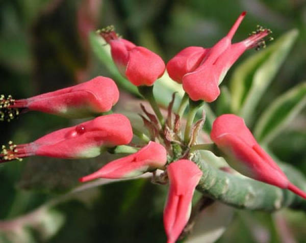 The Growth Habits of Cardinaria