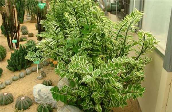 The value of carmine coral