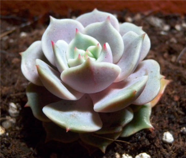 The Difference of Plant Type between Rena and Luna
