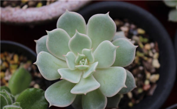 The Difference of Plant Type between Rena and Luna