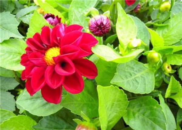 Florescence of dahlia