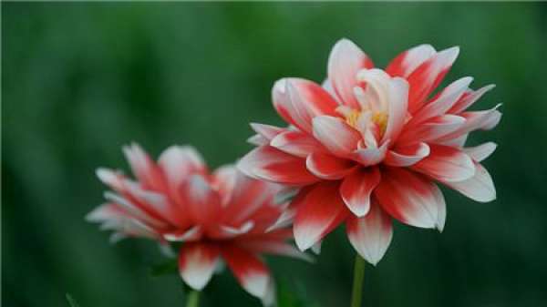 Florescence of dahlia