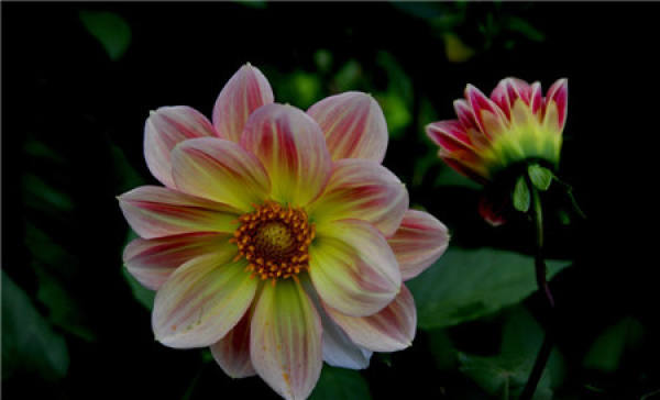 Florescence management of Dahlia pinnata