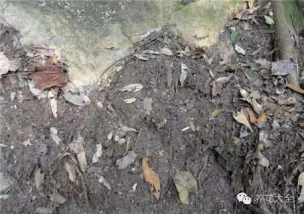 Live well: Choose good soil