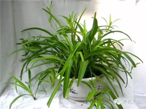 Foliage plant