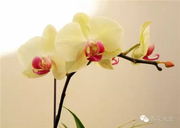 Beauty of Phalaenopsis