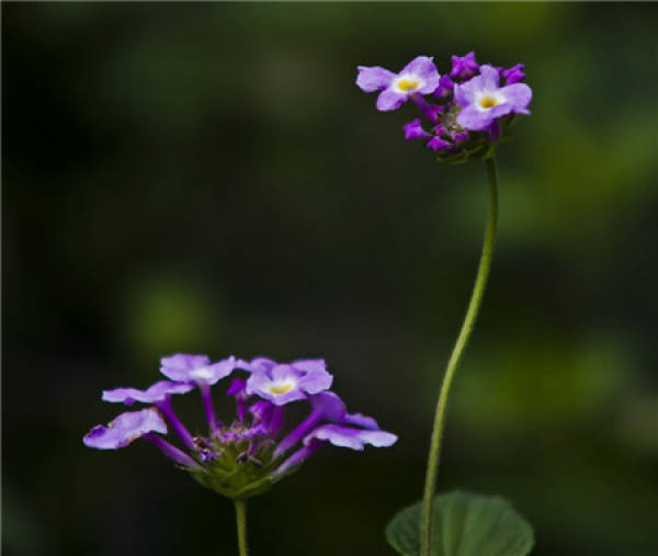 Cutting Propagation of Fragrant Weed