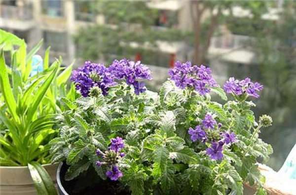 Sowing and Propagation of Fragrant Grape