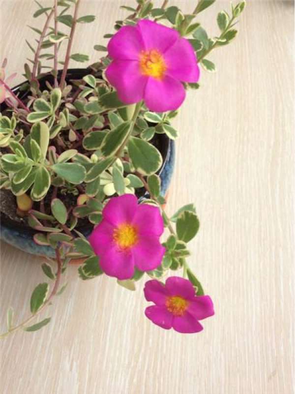 Purslane iridescens