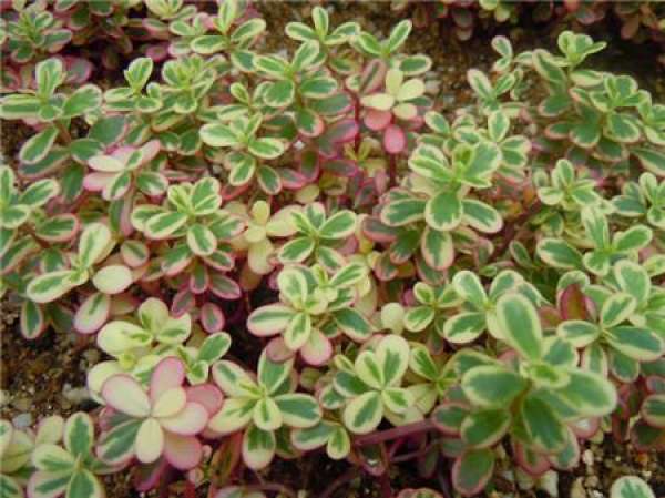 Purslane iridescens