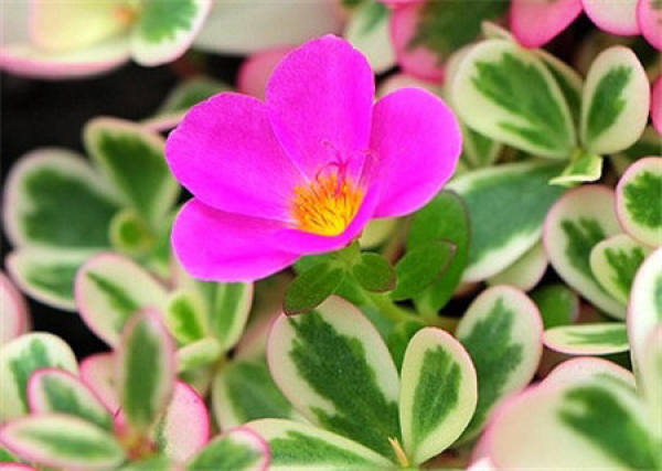 purslane