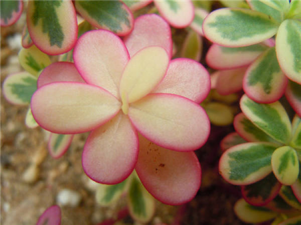 Purslane iridescens