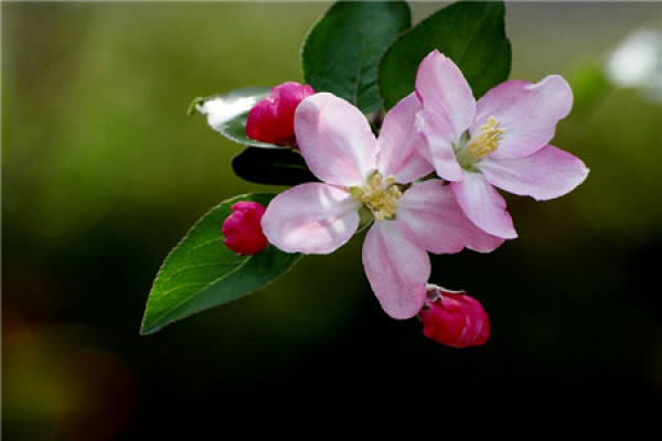 Chinese flowering crabapple Chinese flowering crabapple