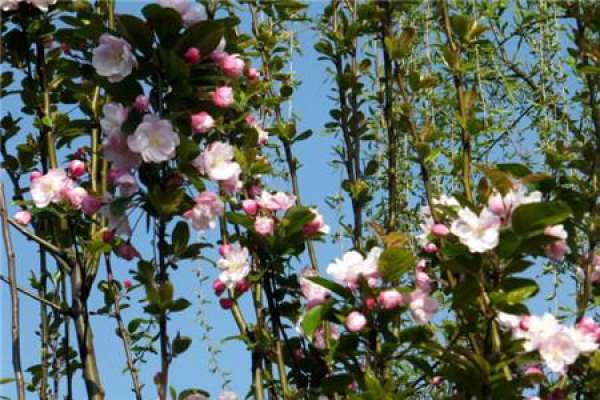 Chinese flowering crabapple Chinese flowering crabapple
