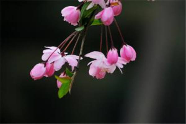 Chinese flowering crabapple Chinese flowering crabapple