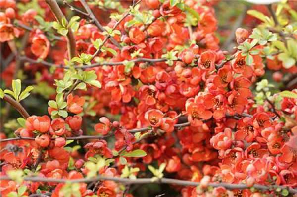 Chinese flowering crabapple Chinese flowering crabapple