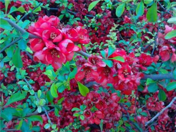 Chinese flowering crabapple Chinese flowering crabapple