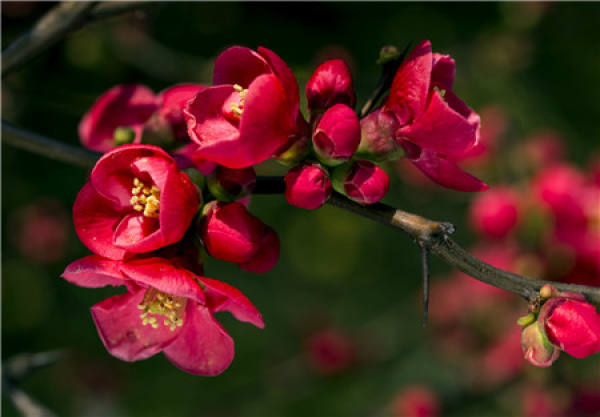 Chinese flowering crabapple Chinese flowering crabapple