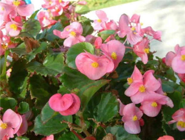 Chinese flowering crabapple Chinese flowering crabapple