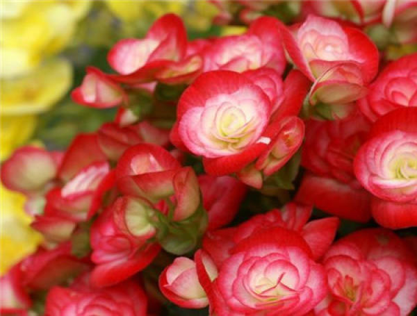 Chinese flowering crabapple Chinese flowering crabapple