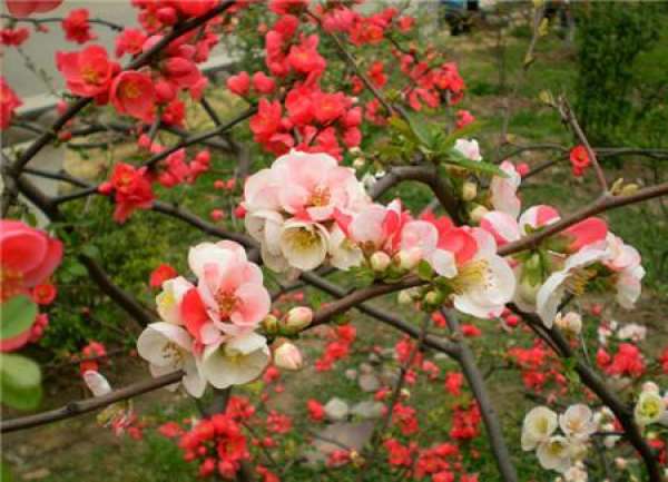 Chinese flowering crabapple Chinese flowering crabapple